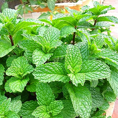 Semi di Menta piperita Significato Unico All'aperto Piantare Fiori esotici Ufficio Bonsai-500 Semi