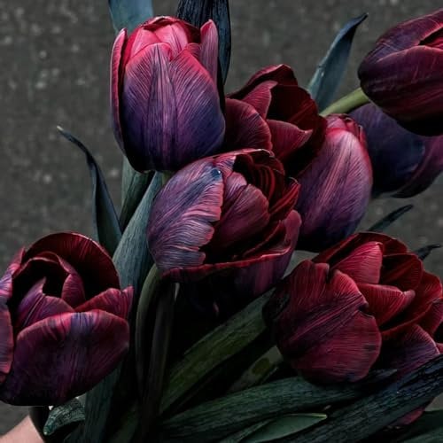 Tulpenzwiebeln 、Tulpenzwiebeln weiss、 Tulpenzwiebeln rot 、 Tulpenzwiebeln mehrjährig 、Tulpen zwiebeln mehrjährig