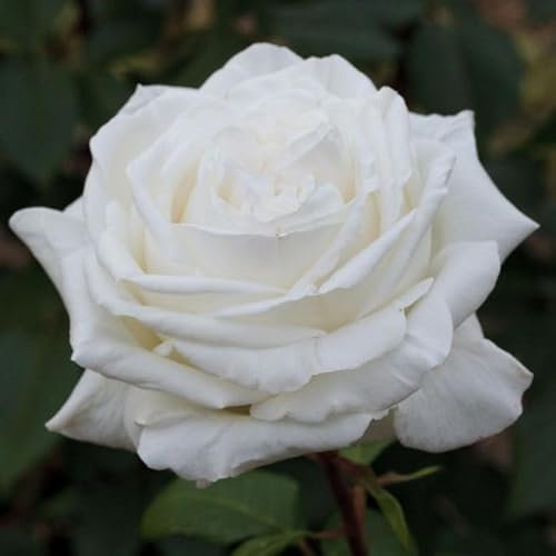 Pierre Arditi®, rosa viva di Rose Barni®, rosa in vaso rifiorente,profumata a dai fiori grandi di colore bianco candido, cod. 71220