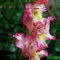 Bulbi di gladioli.Pianta perenne, sempreverde e resistente. Gladiolo pianta.Gladioli fiori.Fiori perenni.-3 bulbi-B