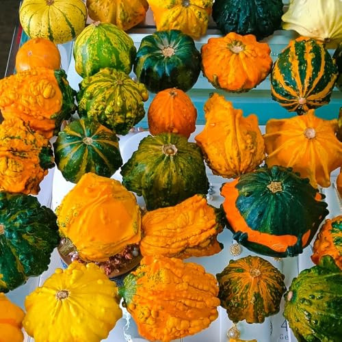 semillas de calabaza - orgánicas raras cobertura del suelo resistentes variedades antiguas balcón jardín 180pcs