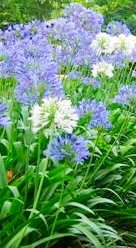Schmucklilie blau/Liebesblume - 10 Samen - Agapanthus praecox