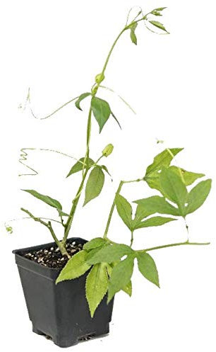 Pasiflora Planta Natural en Maceta 10cm Passiflora Flor Pasión