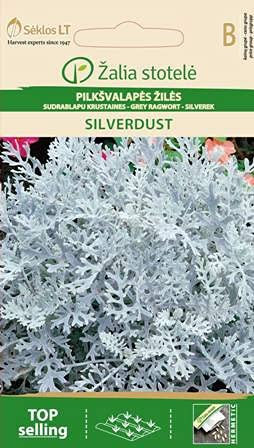 Seklos LT | SILBERBLATT SILVERDUST | Einjährig Blumen | Blumensamen | Blattschmuckpflanze | Für Beet, Balkon, Kübel, Gruppenbepflanzung, Alpinum | Pflanzensamen | 1 Pack