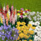 You Garden - Summer Flowering Bulb Mixed Pack, 300 Bulbs, 7 Varieties for Summer Long Colour, Bulk Buy Collection
