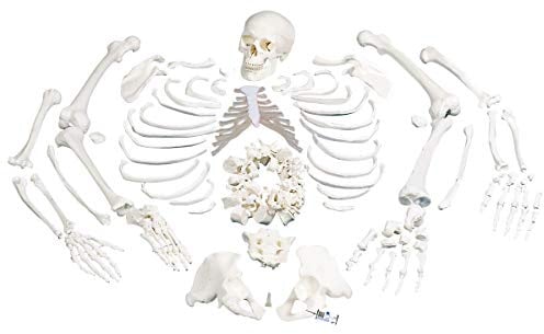 3B Scientific Menschliche Anatomie - Skelett, unmontiert, komplett mit 3-teiligem Schädel + kostenlose Anatomie App - 3B Smart Anatomy