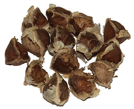 Moringa -Moringa oleifera- >>>Mengen/Stückzahl Wählbar<<< *Auch Meerrettichbaum genannt* (50)