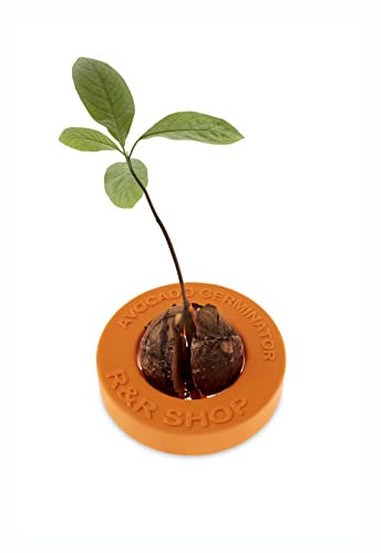 R&R SHOP Avocado Germinator- Vaso Galleggiante per Germinazione Avocado, Kit per la Crescita Seme, Plastica di Mais 100% (Arancio)