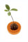 R&R SHOP Avocado Germinator - Maceta Flotante para germinación de Aguacate, Kit de Cultivo de Semillas, plástico de maíz 100% reciclable y compostable (Naranja)