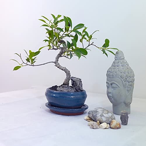 Easy Plants® S Forma Ficus Piangendo Fico Albero Bonsai Indoor Pianta in Vaso
