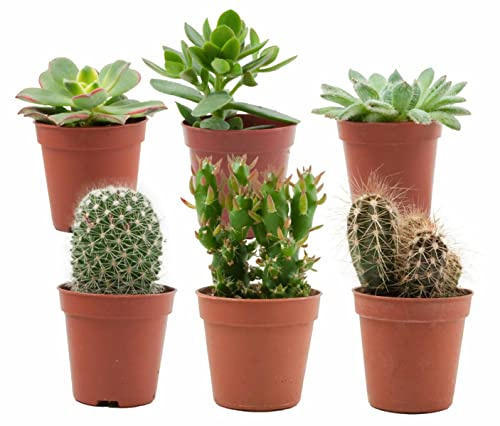 ZynesFlora Mix mit Mini Kakteen und Sukkulenten im 5.5 cm Pflanztopf - 6 Stück - Höhe: 5-10 cm - Kaktus Fettpflanze