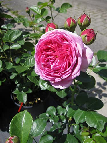 Rosa Modern Art ® - Edelrose - Tantau Rose