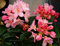 Rhododendron Percy Wiseman Rhododendron yakushimanum Percy Wiseman Containerware 30-40 cm