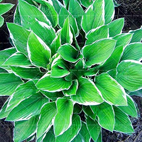 Shopvise 50Pcs Seeds Schöne Hosta Samen Stauden Lilien-Blumen-Shade Hosta Blume Gras Samen Zier Samen-Haupt Garten: 9