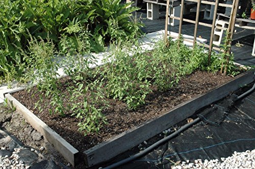 Tulsi Rama Tulsi Ocimum sanctum Bio-Heiliges Basilikum