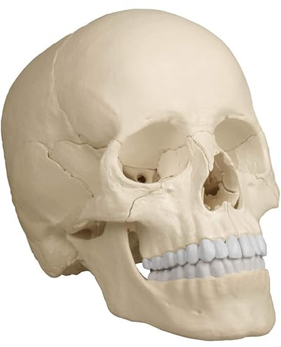 Osteopathie-Schädelmodell, 22-teilig, anatomische Ausführung