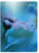Ladytimer Midi Waterdrops 2022 - Taschen-Kalender 12x17 cm - Tropfen - mit Mattfolie - Notiz-Buch - Weekly - 192 Seiten - Alpha Edition