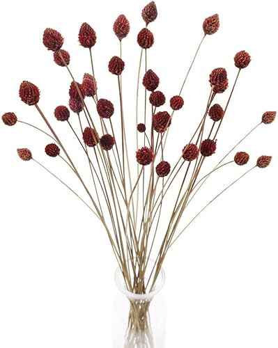 Minnhua 30 PCS Getrocknete Blumen deko Natürliche Getrocknete Tannenzapfen Strauß Trockenblumen Deko Rot für Hochzeit Hause Party Fotografie Vase Blumenarrangement Dekoration