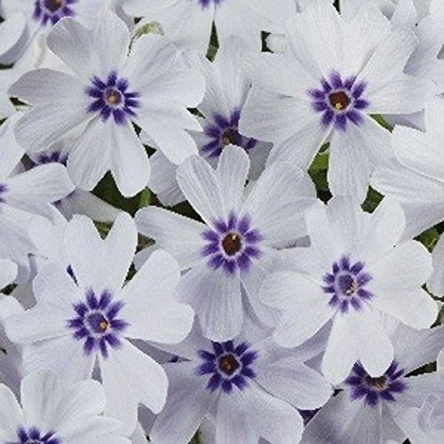 Creeping Phlox Subulata 'Pharao Blue Eye' Perennial Plug Plants Pack x6