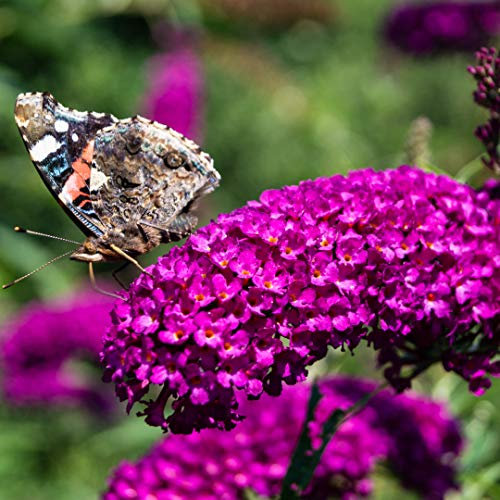 3 Buddleia davidii 'Royal Red' in 9cm Pot Buddleja Butterfly Bush 3fatpigs®