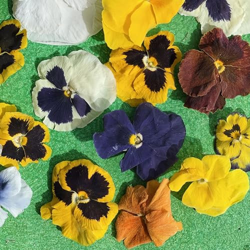 Edible Pansy Flowers - 40 Heads – Freeze Dried – Food Grade (388)