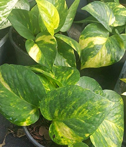 Pothos doré diable lierre Epipremnum Pot Casa Flora Interna Esterna