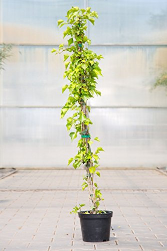 Gemeiner Efeu 80-100 cm Kletterpflanze für Sonne-Schatten Heckenpflanze dunkelgrün, grünes Laub Gartenpflanze immergrün 1 Pflanze im Topf