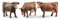 bruder 02308 - Kuh in der Farbe Braun, in 3 Verschiedene Designs Sortiert - 1:16 Stier Kalb Rind Tier Bauernhof Landwirtschaft