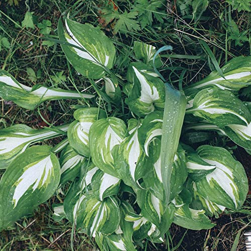 Planta Hosta Semillas Hosta Hardy Ground Cover Perennes Flores Decorativas Blancas Plantas Trepadoras Plantas JardíN Hardy Semillas De Cama Levantada Regalos Para Amantes JardíN 20 Semillas De Hosta