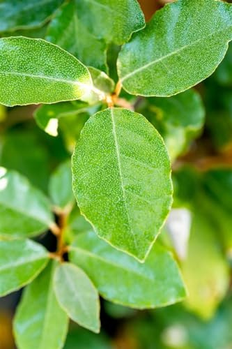 Ölweide 'Compacta' 50-60 cm Topf Elaeagnus ebbingei immergrün winterhart | Immergrün, 150-200 cm, Blüte Okt-Nov, essbare Beeren, sonnig-halbschattig, Sichtschutz, winterhart bis -15 °C