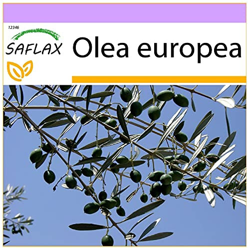 SAFLAX - Ölbaum - 20 Samen - Olea europea