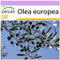 SAFLAX - Olivo - 20 semi - Olea europea
