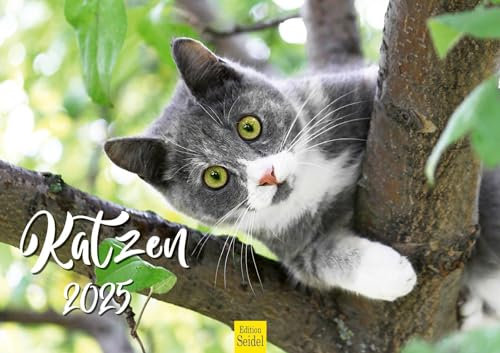 Edition Seidel Premium Kalender Katzen 2025 Format DIN A3 Wandkalender Katzenkalender Tiere Katzen Kitten Katzenkinder Haustiere