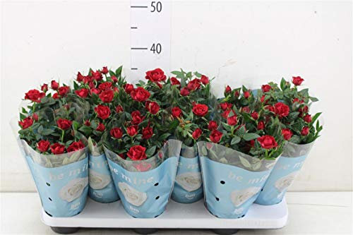 Red Roses in Flower Now, Set of 2 Plants in 10cm Pots