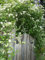 Clematis Summer Snow 'Paul Farges' 60 x Seeds: Only seeds
