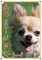 Petsigns Hunde Türschild vom Chihuahua - wetterfest - Foto-Premiumschild, DIN A5