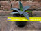 Agave americana var. Amerikaanse 10 cm, cactus, winterharde vetplant, resistent tot -5 ° C