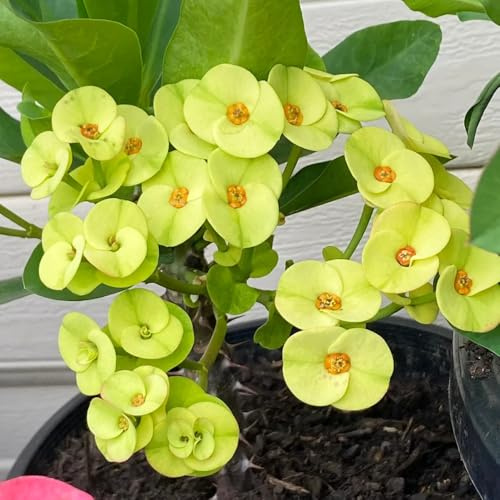 Zimmerpflanze-Christusdorn Samen, langer Blütezeit für eine,zimmerpflanzen pflanzen samen,bonsai samen gartenblumen,samen anzucht schnell wachsender,pflanzensamen blumen zum 50pcs