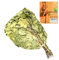 Ricco di quercia con menta per sauna circa 55-60 cm di lunghezza.