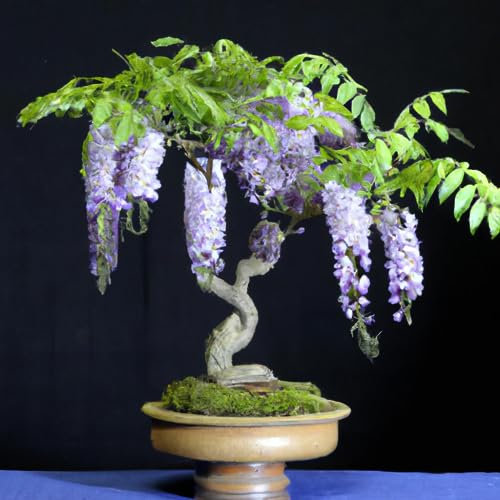 Easy Grow Seeds Wisteria Bonsai Tree Tropical House Plant 5 Seeds Indoor Houseplant, Purple