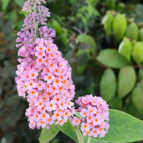 10 pcs schmetterlingsflieder winterhart samen, sommerflieder, balkon blumen, ostern geschenke buddleia schmetterlingsflieder - Buddleja lindleyana - samen geschenk, blumengarten geschenke