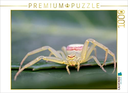 CALVENDO Puzzle Krabbenspinne | 1000 Teile Lege-Größe 64 x 48 cm Foto-Puzzle für glückliche Stunden