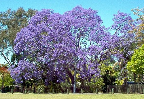 jacaranda, Jacaranda Mimosifolia, fioritura ALBERO blu, 10 semi