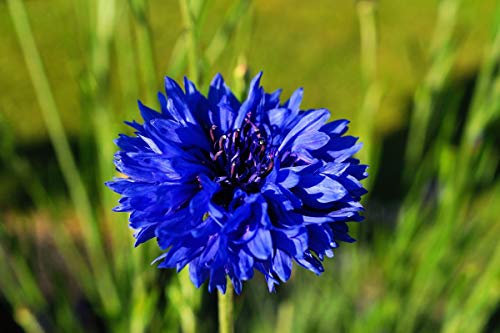 100 Centaurea Cyanus Blue Boy Seeds - Blue Cornflower/Corn Flower - 100 Seeds