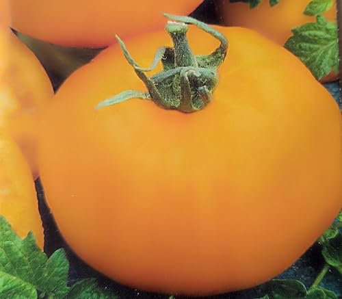 20 Samen Tomate Golden Ozarowski gelb-orange bis zu 100g schwer Tomaten