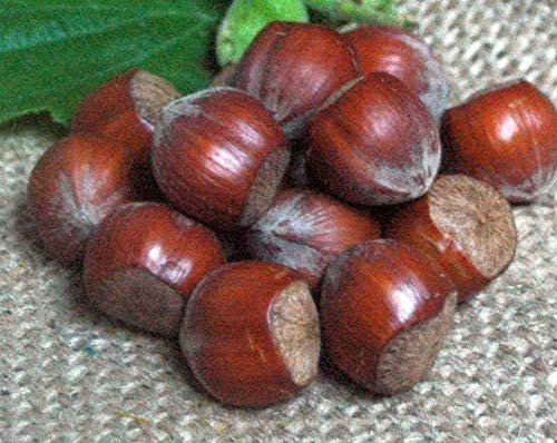 Krauterino24 - Haselnüsse in der Schale, Menge:1000g