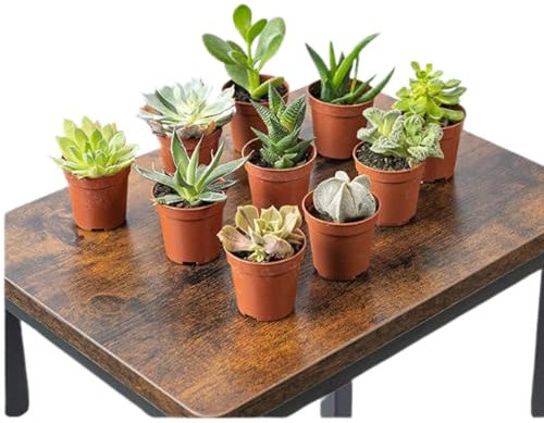 SMPLY. Pack de 10 Plantas Suculentas Naturales Altura 8 cm Macetas Ø 5,5 para Interiores o Exteriores para Decoración de Hogar o Regalo