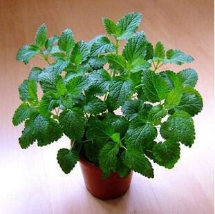 seedsown 200 Stück Stevia Pflanze, Stevia Grün Kräuter Bonsai-Baum Stevia rebaudiana Semillas für Garten Bepflanzung