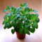 seedsown 200 Stück Stevia Pflanze, Stevia Grün Kräuter Bonsai-Baum Stevia rebaudiana Semillas für Garten Bepflanzung