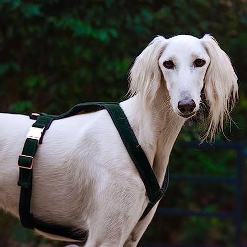 EDEL&SCHNELL Whippet Galgo Greyhound Windhund Hundegeschirr verstellbar dunkelgrün Größe M Geschirr für mittelgroße Hunde aus Samt